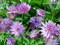 2006-0609mauveflower