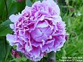 2006-0610peonea