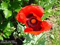 2006-0612poppy