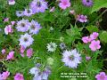 2006-0614MixedFlowers