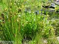 2006-0615pond