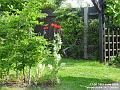 2006-0616Garden
