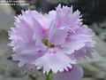 2006-0617pinks