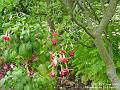 2006-0618fuschia