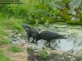 2006-0619crows