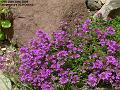 2006-0620thyme