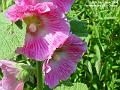 2006-0624pinkflower