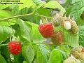 2006-0626raspberries