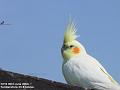 2006-0630cockatiel