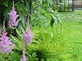 2006-0705astilba
