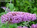 2006-0707budlia