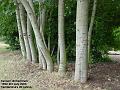 2006-0709chctrees