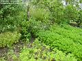 2006-0710potatoes