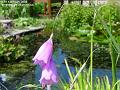 2006-0712pinkflower