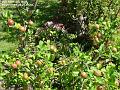 2006-0715apples