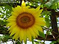2006-0719sunflower