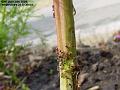 2006-0720ants