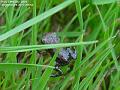 2006-0723frog