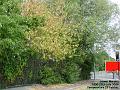 2006-0727dryleaves