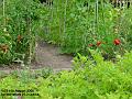 2006-0806toms
