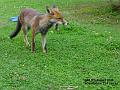 2006-0807foxy