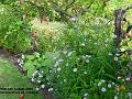 2006-0808garden