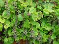2006-0810grapes