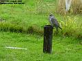 2006-0813pigeon