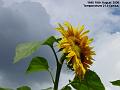 2006-0816sunflower