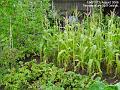 2006-0817veggarden