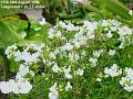 2006-0820whiteflowers