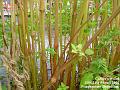 2006-0821reeds