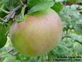 2006-0824apple