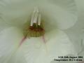 2006-0826gladiola