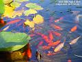 2006-0828fish