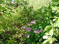 2006-0830garden