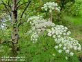 2006-0903whiteflower