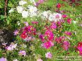 2006-0909cosmos