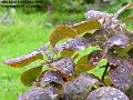 2006-0922redwetplant