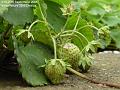 2006-0925strawberries