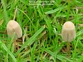2006-0927funghi