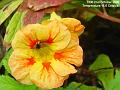 2006-1002flower