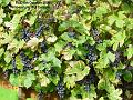 2006-1004grapes