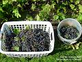 2006-1004grapes2