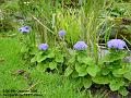 2006-1005blueflowers