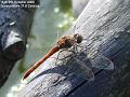 2006-1009dragonfly