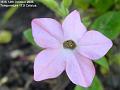 2006-1014pinkflower