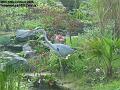 2006-1018heron