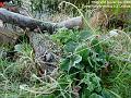 2006-1102frost