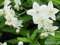 2006-1111whiteflowers